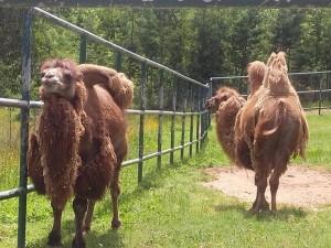 camelos-zoo-de-santo